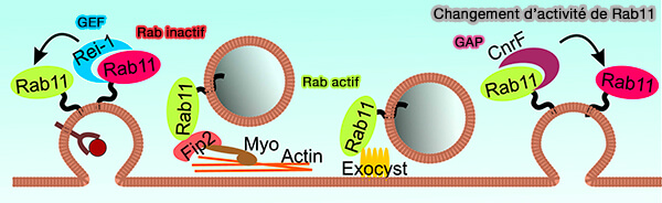 Modèle de recyclage des CME et CIE
