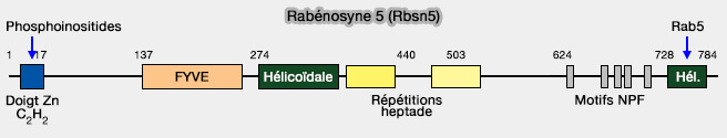 Rabénosyne 5 (Rbsn5)
