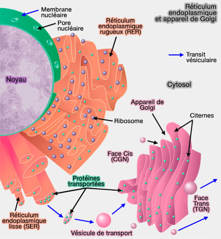 Réticulum endoplasmique et appareil de Golgi