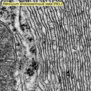 Réticulum endoplasmique lisse (REL)