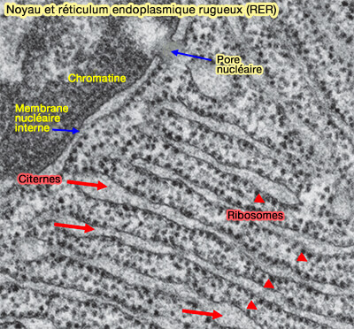Réticulum endoplasmique rugueux (RER) et noyau