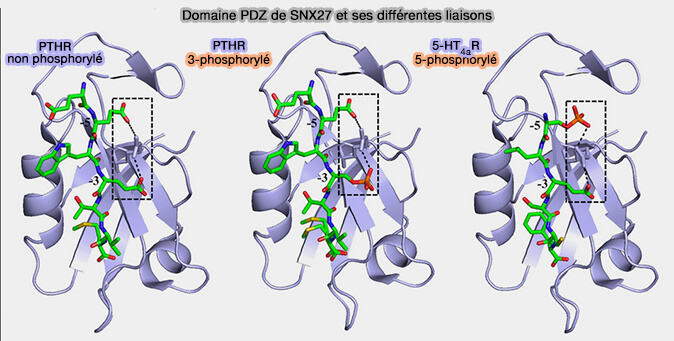 Domaine PDZ de SNX27 et ses différentes liaisons