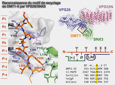 Reconnaissance du motif de recyclage de DMT1-II par VPS26/SNX3