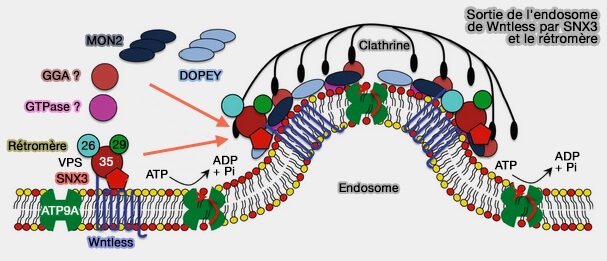 Sortie de l'endosome de Wntless par SNX3 et le rétromère