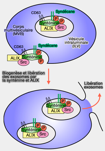 Biogenèse des ILV par la synténine et ALIX