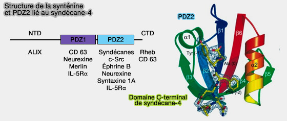 Structure de la synténine et PDZ2 lié au syndécane-4