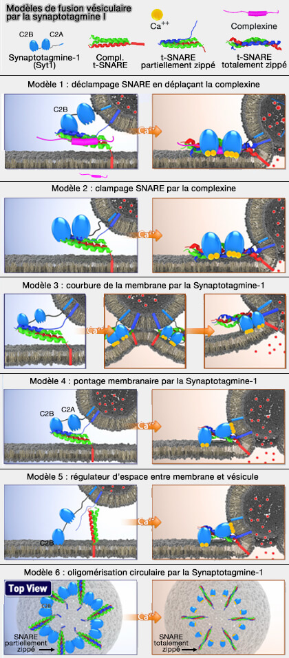 Six modèles possibles de la synaptotagmine-1 (Syt1)
