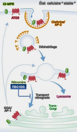 TBC1d5 dans l'état cellulaire stable