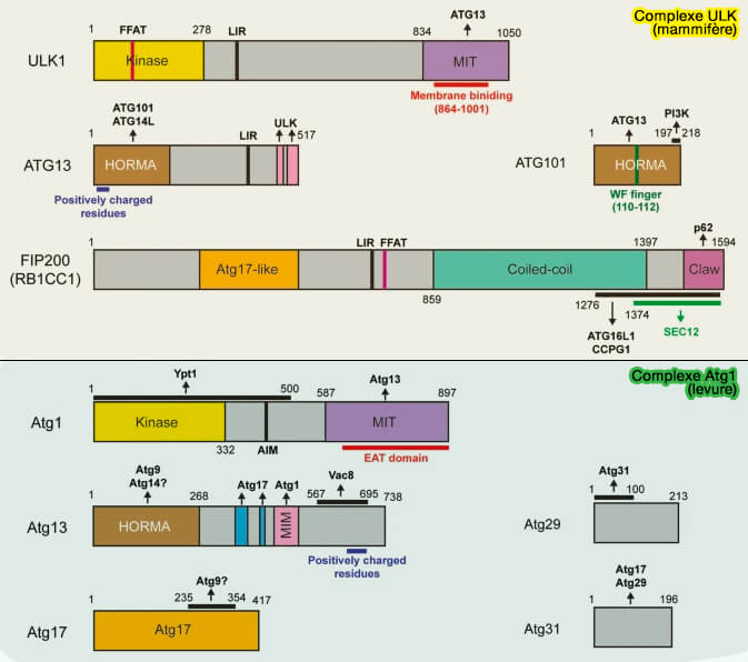 Structure des composants du complexe ULK1/Atg1