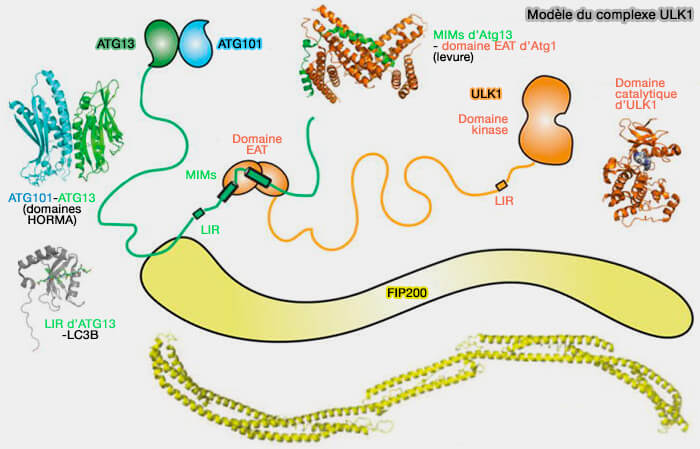 Modèle du complexe ULK1