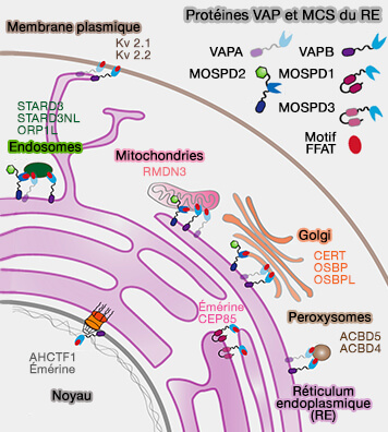 Protéines VAP et MCS du RE