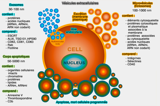 Vésicules extracellulaires