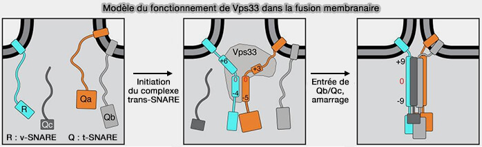 Modèle du fonctionnement de Vps33 dans la fusion membranaire