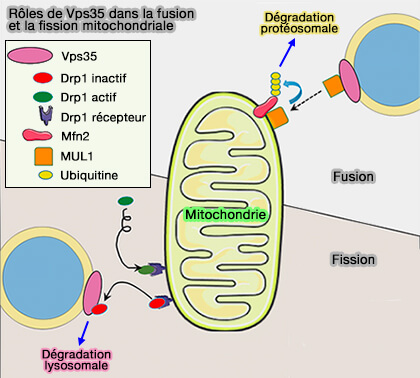 Rôles de Vps35 dans la fusion et la fission mitochondriale
