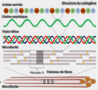 Structure du collagène