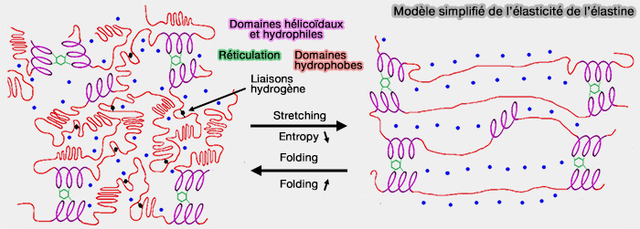 Modèle simplifié de l'élasticité de l'élastine