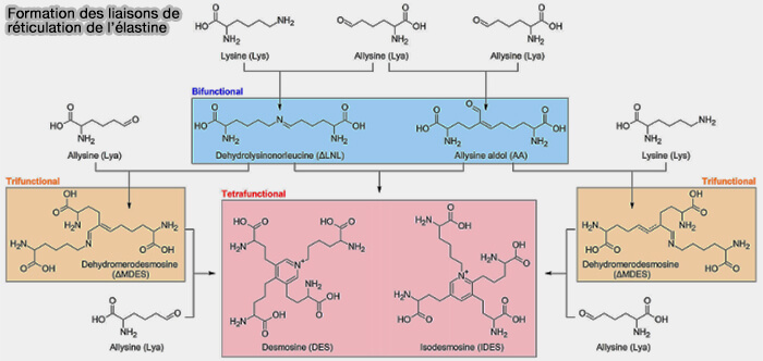 Formation des liaisons de réticulation de l’élastine