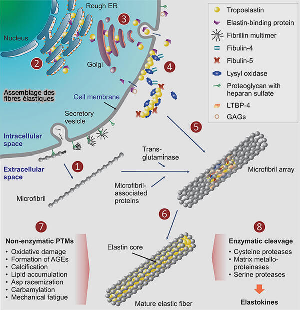 Assemblage des fibres élastiques