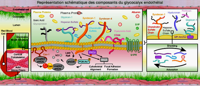 Représentation schématique des composants du glycocalyx endothélial 