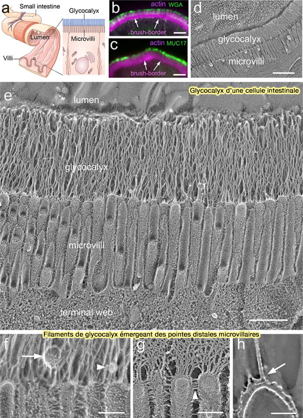 Représentation schématique des composants du glycocalyx endothélial 
