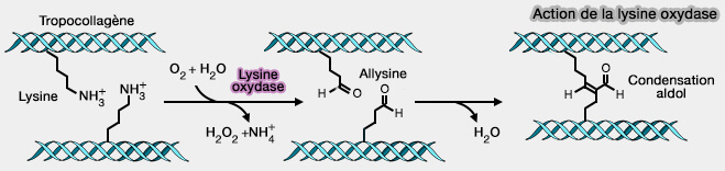 Action de la lysine oxydase