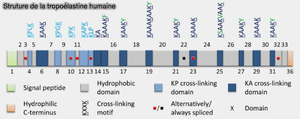 Structure de la trppoélastine humaine