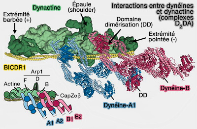 Interactions dynéine/dynactine