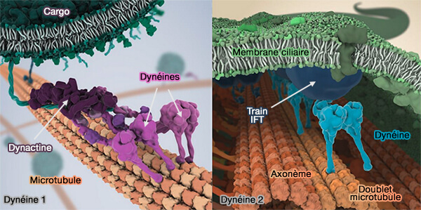 Dynéines cytoplasmiques et transport