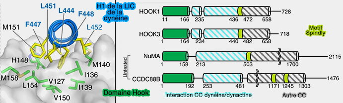 Domaine Hook des adaptateurs et H1 de la LIC de la dynéine