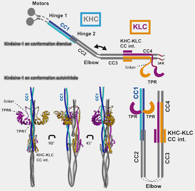 Kinésine 1 en conformation étendue et autoinhibée