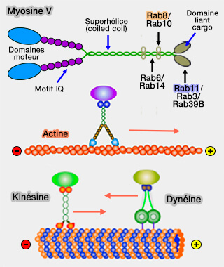 Myosine V et autres moteurs