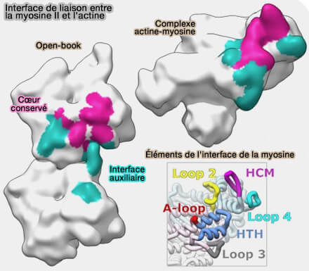 Interface de liaison entre la myosine II et l'actine