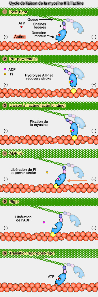 Liaison simplifiée myosine-actine