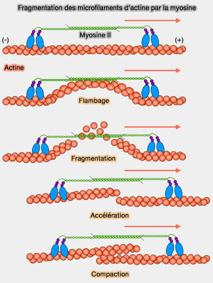 Fragmentation des microfilaments d'actine par la myosine