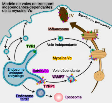 Mélanosomes et myosine Vc