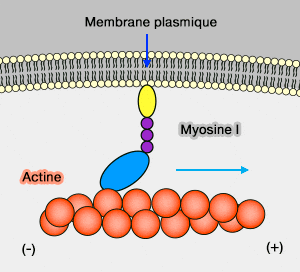 Myosine I