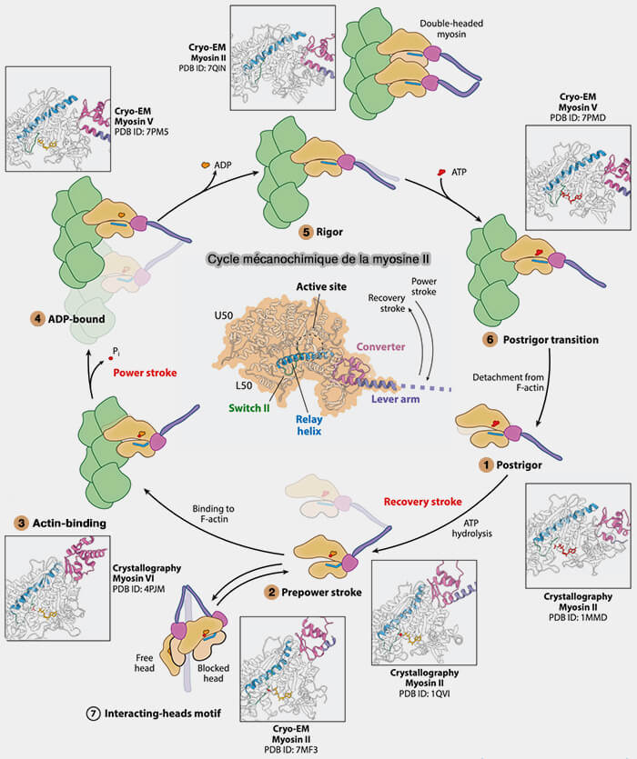 Cycle mécanochimique de la liaison myosine II