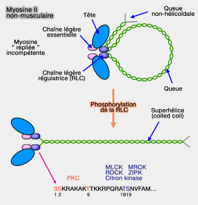 Myosine II non-musculaire phosphorylation de la RLC