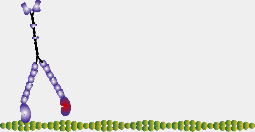 Animation du déplacement de la myosine