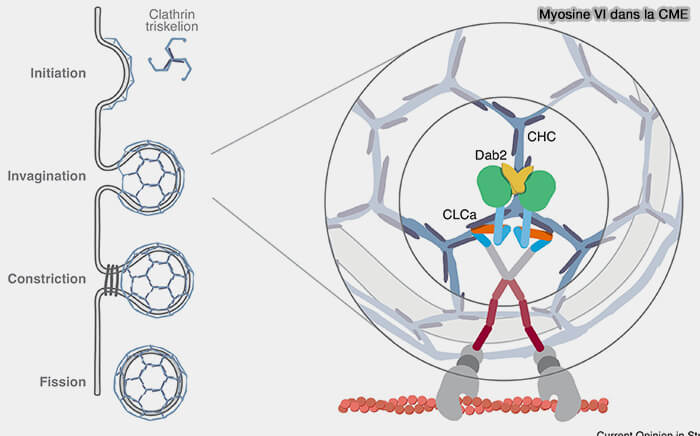 Autophagie et autophagosome