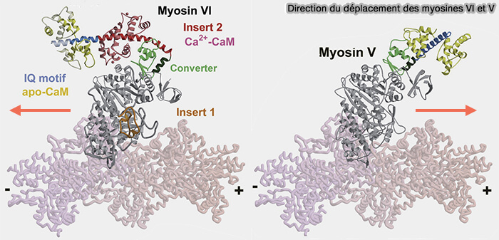 Direction de déplacement des myosines VI et V