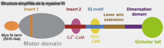 Structure simplifiée de la myosine VI