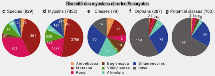 Les myosines connues
