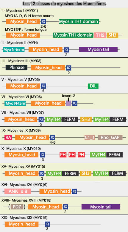 Les 12 classes de myosines des mammifères