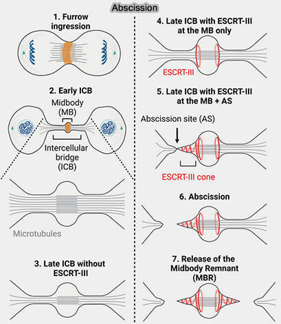 Mécanisme de l'abscission