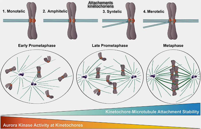 Attachements kinétochoriens