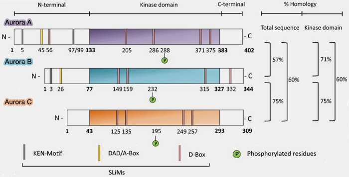 Structure des kinases Aurora