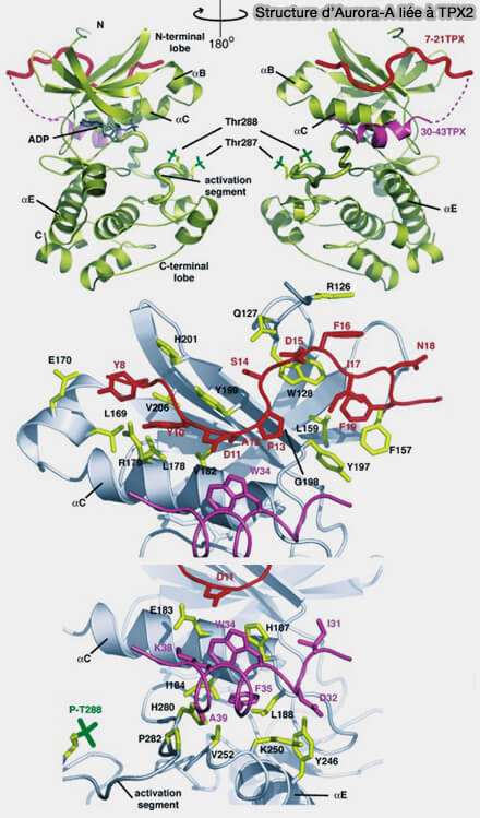 Structure d'Aurora A liée à TPX2