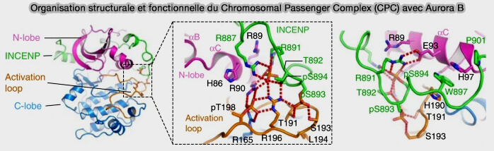 Organisation structurale et fonctionnelle du Chromosomal Passenger Complex (CPC) avec Aurora B