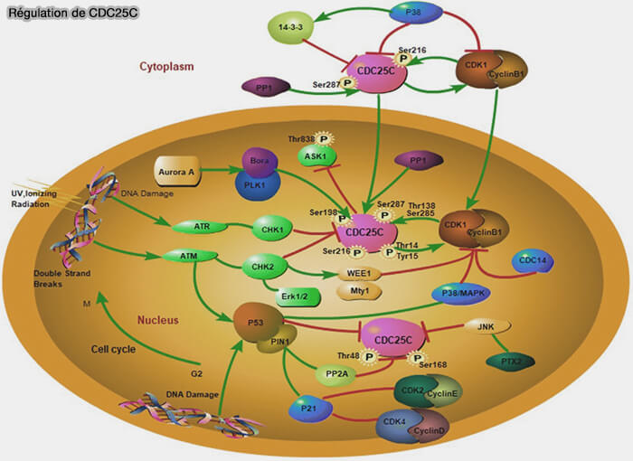 Structure du complexe CDK2-cycline A-CDC25A